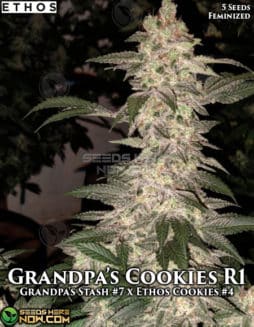 Ethos Genetics - Grandpa's Cookies R1 {FEM} [5pk]grandpa's cookies r1