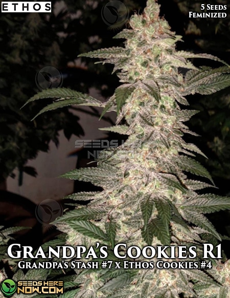 Grandpa's Cookies R1