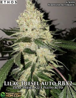 Ethos Genetics - Lilac Diesel Auto RBX2 {AUTOFEM} [6pk]lilac diesel auto rbx2