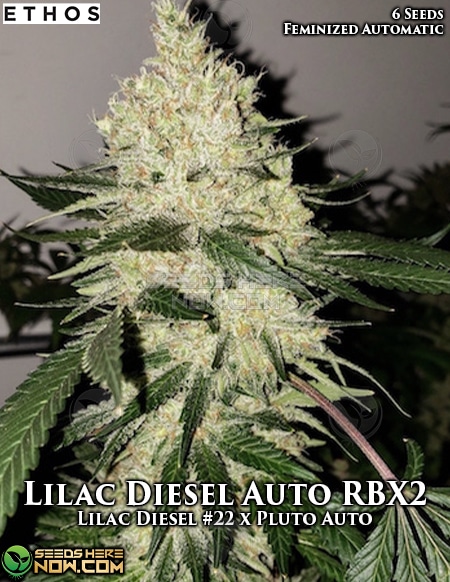 Lilac Diesel Auto Rbx2