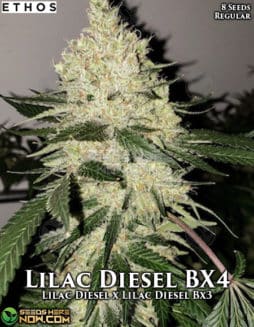 Ethos Genetics - Lilac Diesel Bx4 {REG} [8pk]lilac diesel bx4
