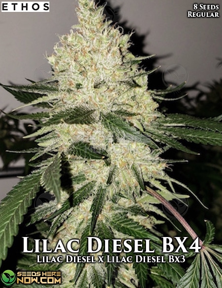 Lilac Diesel Bx4