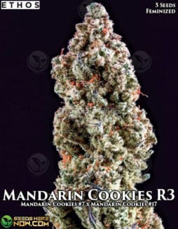Ethos Genetics - Mandarin Cookies R3 {FEM} [5pk]mandarin cookies r3