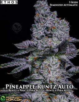 Ethos Genetics - Pineapple Runtz Auto {AUTOFEM} [3pk]pineapple runtz auto