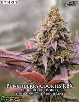 Ethos Genetics - Punchberry Cookies RBX {FEM} [5pk]punchberry cookies rbx