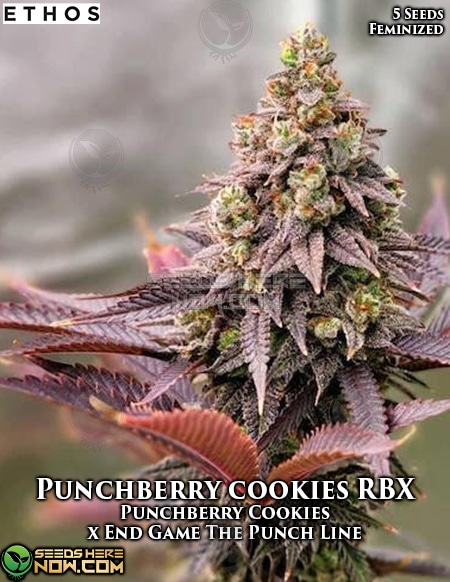 Punchberry Cookies Rbx
