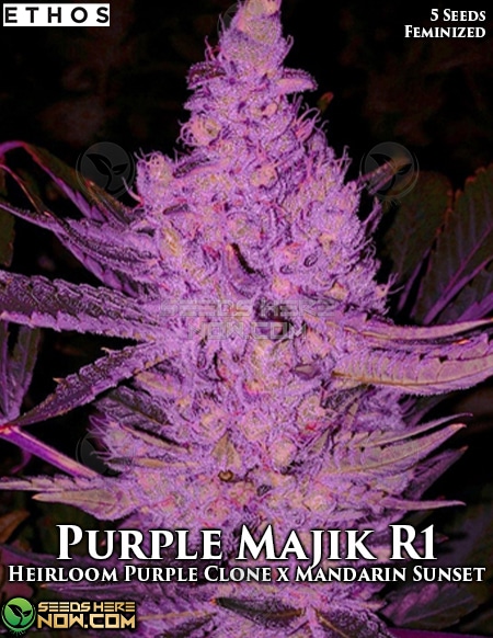 Purple Majik R1