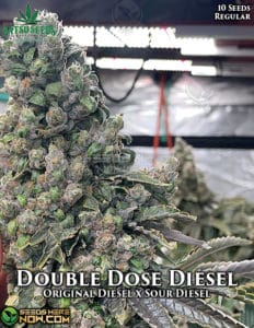 Double Dose Diesel (Regular) (space) Katsu Seeds
