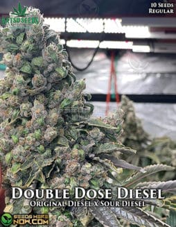 Katsu Seeds - Double Dose Diesel {REG} [10pk]double dose diesel