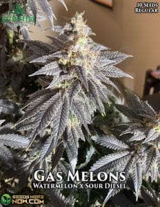 Gas Melons (regular) - Katsu Seeds