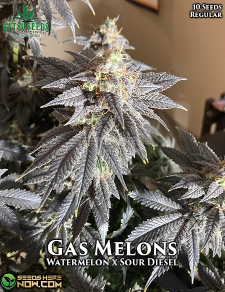 Gas Melons