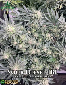 Sour Diesel IBL (Regular) (space) Katsu Seeds