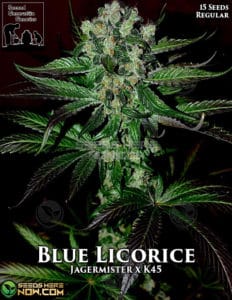 Blue Licorice (regular) - Second Generation Genetics
