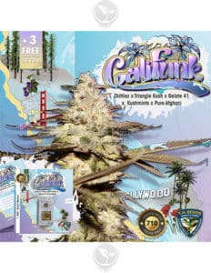 Califunk 710 Bonus Pack (feminized) - T.h. Seeds