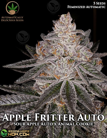 Apple Fritter Auto
