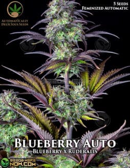 Automatically Delicious - Blueberry Auto {AUTOFEM} [5pk]blueberry auto