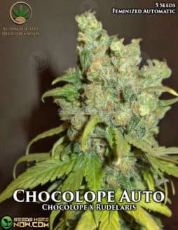 Automatically Delicious - Chocolope Auto {AUTOFEM} [5pk]Chocolope Auto