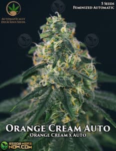 Orange Cream Auto (autoflower) - Automatically Delicious