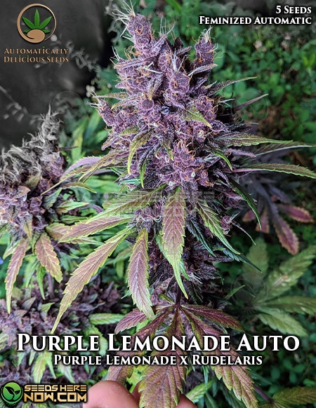 Purple Lemonade Auto