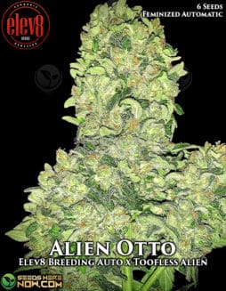 Elev8 Seeds - Alien Otto {AUTOFEM} [6pk]Alien Otto