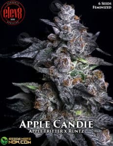 Apple Candie (feminized) - Elev8 Seeds