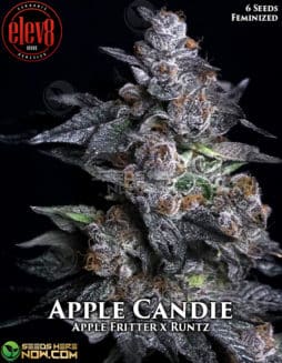 Elev8 Seeds - Apple Candie {FEM} [6pk]apple candie