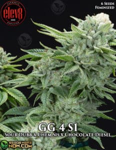 Gg 4 S1 (feminized) - Elev8 Seeds