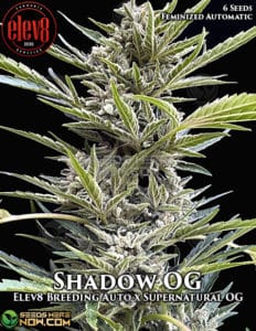 Shadow Og (autoflower) - Elev8 Seeds