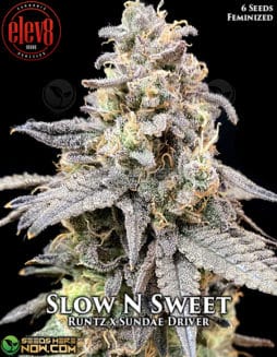 Elev8 Seeds - Slow N Sweet {FEM} [6pk]slow n sweet