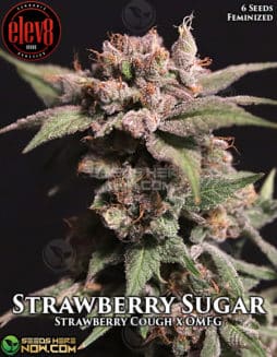 Elev8 Seeds - Strawberry Sugar {FEM} [6pk]strawberry sugar