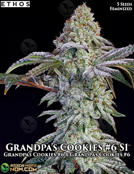 Grandpa'S Cookies #6 S1