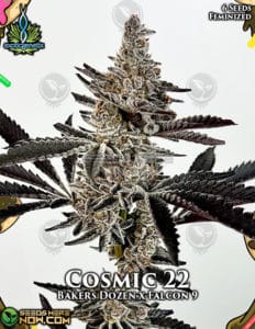 Cosmic 22 (feminized) - Exotic Genetix