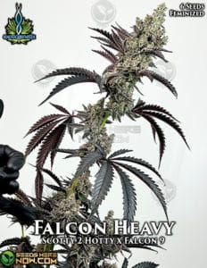 Falcon Heavy (feminized) - Exotic Genetix
