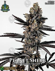 Planet Sherb (feminized) - Exotic Genetix