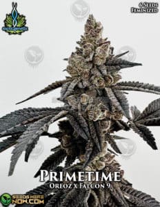Primetime (feminized) - Exotic Genetix