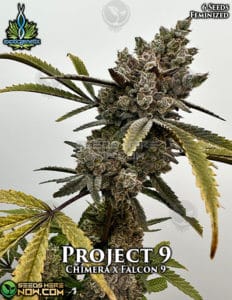 Project-9 (feminized) - Exotic Genetix