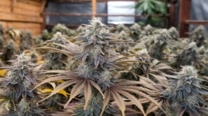 The Importance Of Genetics: How To Choose The Right Cannabis Seeds For Your Grow – The Importance of Genetics: How To Choose the Right Cannabis Seeds for Your Grow
