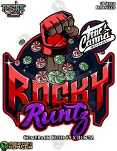 Rocky Runtz (feminized) - Nasha Genetics