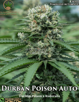 Automatically Delicious - Durban Poison Auto {AUTOFEM} [3pk]