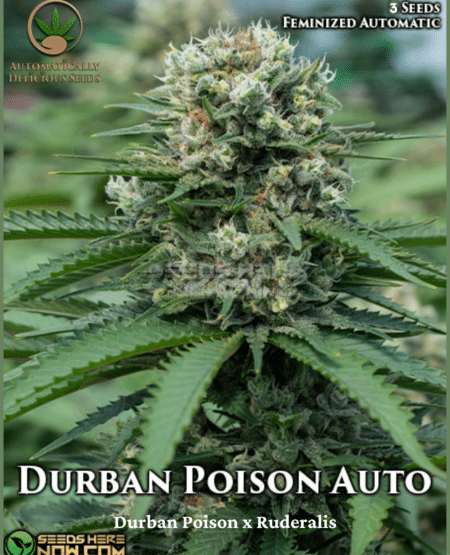 - Automatically Delicious - Durban Poison Auto {Autofem} [3Pk]