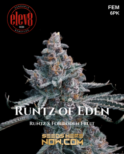 Runtz of Eden (feminized) - Elev8 Seeds