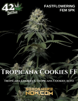 Fast Buds - Tropicana Cookies FF {FEM} [5pk]