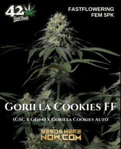 Gorilla Cookies Ff (feminized) - Fast Buds