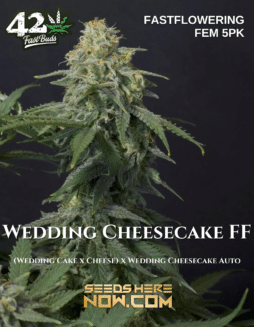 Fast Buds - Wedding Cheesecake FF [FEM] {5pk}