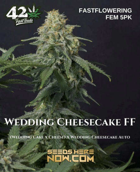 - Fast Buds - Wedding Cheesecake Ff [Fem] {5Pk}