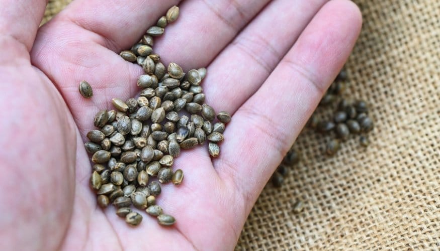 Feminized Seeds: Everything You Need To Know