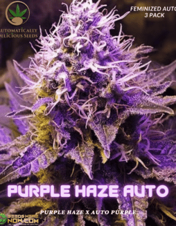 Automatically Delicious - Purple Haze Auto {AUTOFEM} [3pk]