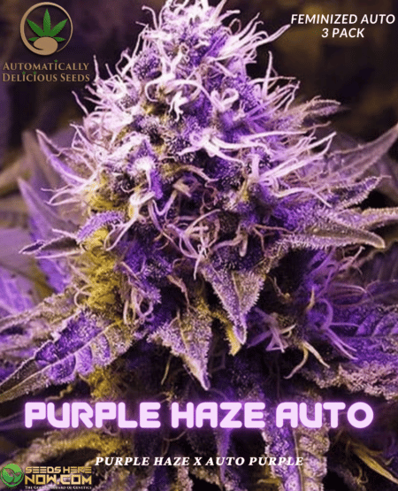 - Automatically Delicious - Purple Haze Auto {Autofem} [3Pk]