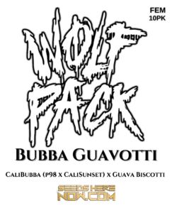Bubba Guavotti (Feminized) - Wolfpack Selections