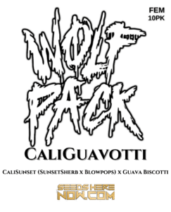 CaliGuavotti (Feminized) - Wolfpack Selections